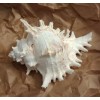 Large Natural Conch Seashell Murex Ramosus 7"- 8" Rare Real