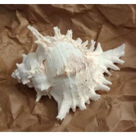 Large Natural Conch Seashell Murex Ramosus 7"- 8" Rare Real Aquarium Home Decor