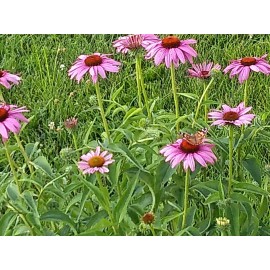 The Green Grove Garden 75+ Echinacea Purple Coneflower Seeds Medicinal Herbal Seeds Wildflower 2021 E1