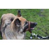 Headcollar Dog Halter/Training Head Collar Training Tool Dog, Head Harness