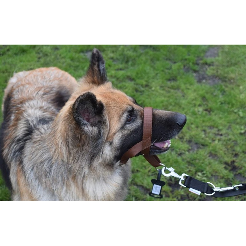 Headcollar Dog Halter/Training Head Collar Training Tool Dog, Head Harness