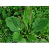 Brown Farm Academy Organic Broadleaf Plantain Seeds ~ Plantago major