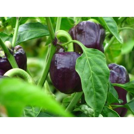 inherited seeds Purple Beauty Bell Pepper 30+ Heirloom Seeds, Sweet, 100% Organic, NON-GMO, USA