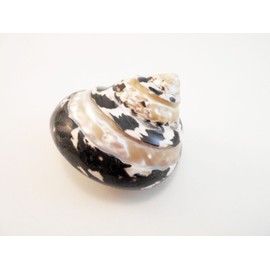 Beautiful Banded Arapica Turbo Shell (2-2 1/2" / 1" - 1 1/4" Opening) Medium Sized Hermit Crab Changing Shell. Beach Crafts and Nautical Decor.