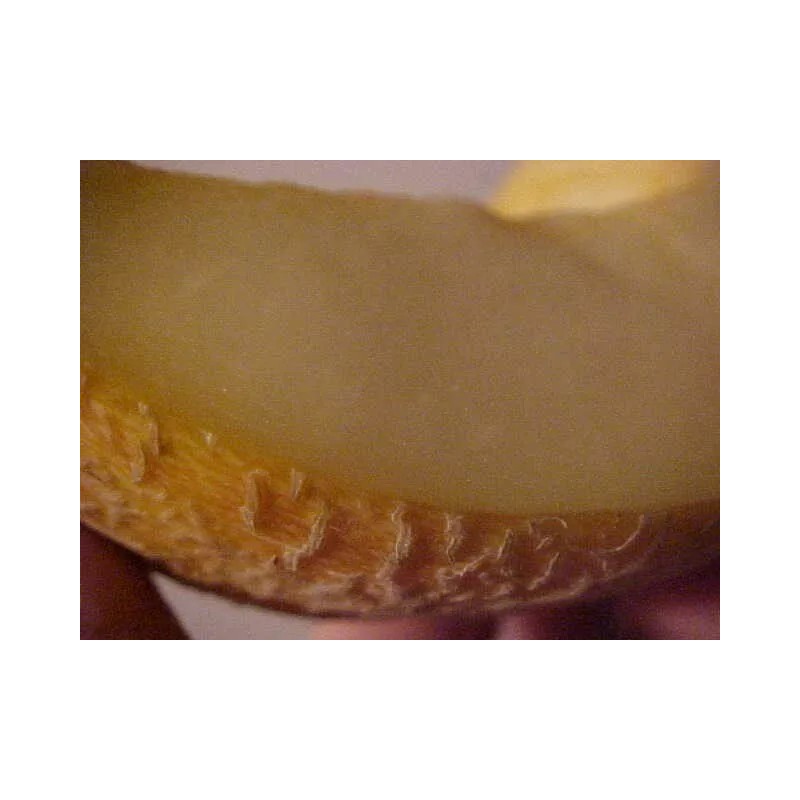 PACOS CANTALOUPE SWEETEST MELON WORLD KNOWN 300 SEEDS PECOS CANTALOUPE