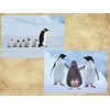 Edition Colibri Penguine Funny Postcard Set with 3 Different Postcards