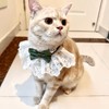 Bonito collar de gato con lazo para gatos y perros