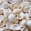 Small Tiny Sea Shells White Clam Bulk Natural Seashell for