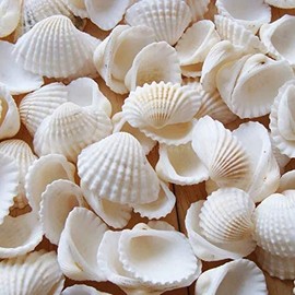Small Tiny Sea Shells White Clam Bulk Natural Seashell for DIY Craft Home Decor Vase Fillers