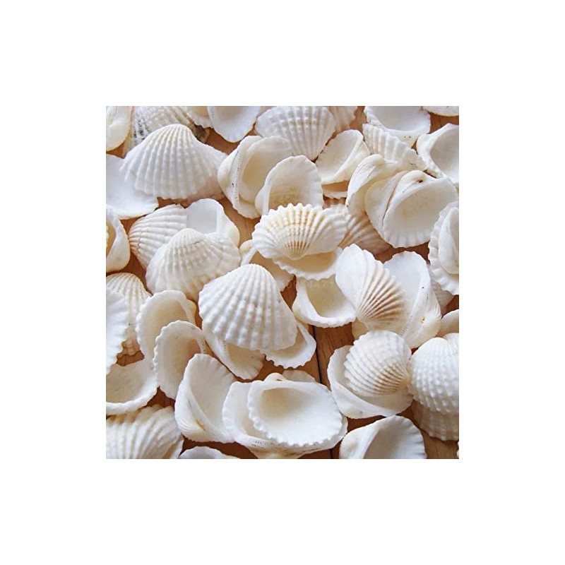 Small Tiny Sea Shells White Clam Bulk Natural Seashell for