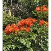 Manoa Valley Roots Spathodea campanulata 100 Seeds | African Tulip