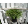 Microbiota decussata (Russian Cypress) Evergreen, #2 - Size Container