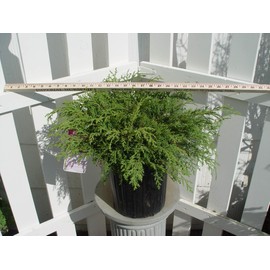 Microbiota decussata (Russian Cypress) Evergreen, #2 - Size Container