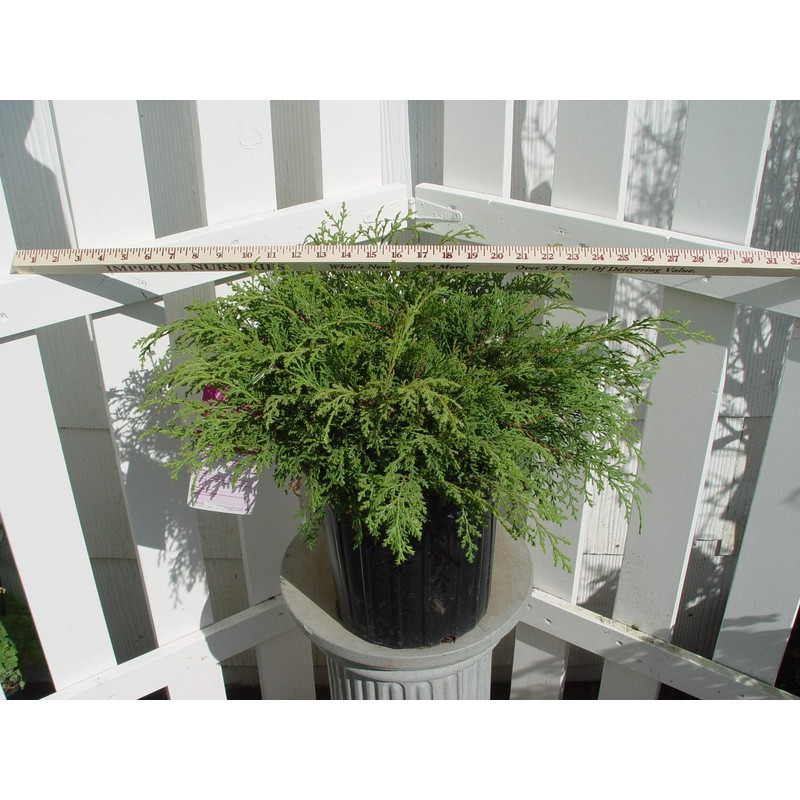 Microbiota decussata (Russian Cypress) Evergreen, #2 - Size Container