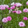 Outsidepride Cornflower Pink - 1000 Seeds