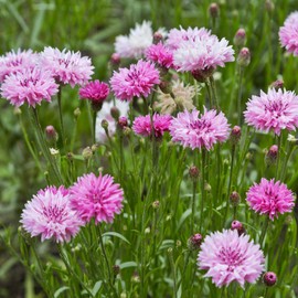 Outsidepride Cornflower Pink - 1000 Seeds