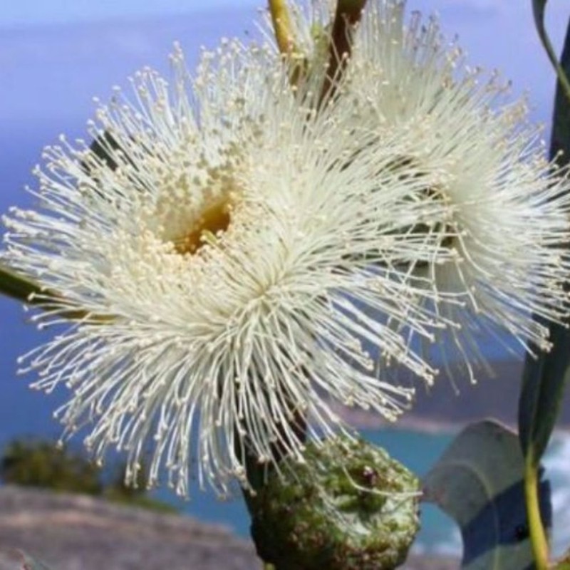 Palm Beach Medicinal Herbs - Tea Plant (Camellia sinensis) -