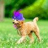 ComiMag Dog Hat Cat Hat Rabbit Hat Fascinator Hat Tea