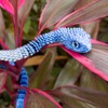3D Printed Snake Animals Toys, Articulated Flexible 3D Printed Viper