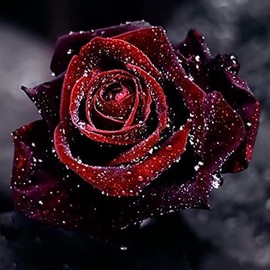 100+ PCS Flower Seed Black Red Rose Ambizu New True Blood Black Rare Roses Seeds