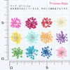 Dried Flower Lace Pressed Flowers 60 Pieces Resin Art or