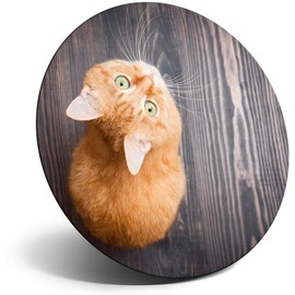 Destination Vinyl ltd Magnet for Refrigerator, Fridge - Cute Ginger Kitten Cat Cats for Office, Cabinet and Whiteboard, Magnetic Stickers, 8925