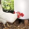 MEWTOGO 20 Pack Horizontal Chicken Nipples Waterer - Automatic Chicken