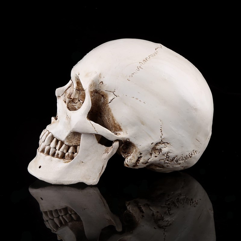 Human Skull Resin Skull Model White Resin 1 Piece White