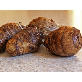 COOL BEANS N SPROUTS Taro Root, can be used as a starchy vegetable or perennial Elephant Ear plant. - 1 pound