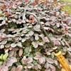 alanx 12 Inch Japanese Gardening Hand Weeding Sickle, Weeding Hoe