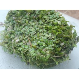 500 Duckweed (for KOI Fish Ponds)