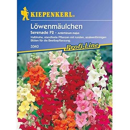 Kiepenkerl Antirrhinum Serenade F2