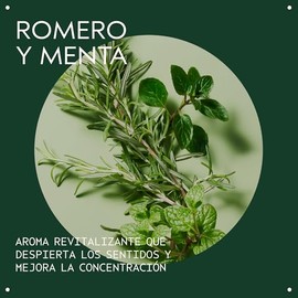 Aveda Rosemary Mint Purifying Shampoo | Exfoliante Limpiador | Aroma Aloe vera, Para cabello normal, romero, Ligero, Purificante, Limpiador, Exfoliant