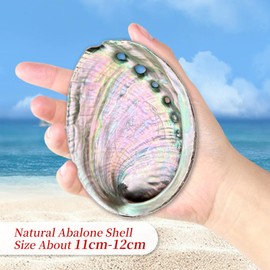BRBASAP Large Abalone Shell Bowl 4.3-4.7 Inch Fire Safe Sage Smudge Holder for Burning Natural Abulone Shells Dish for Smudging Incense Burner Crafts Altar Pots for Smudge Burn