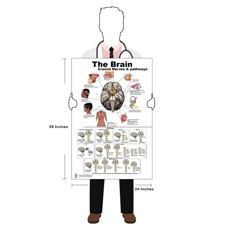 Blue Tree Publishing The Brain Poster 24x36inch, Waterproof, Cranial Nerves