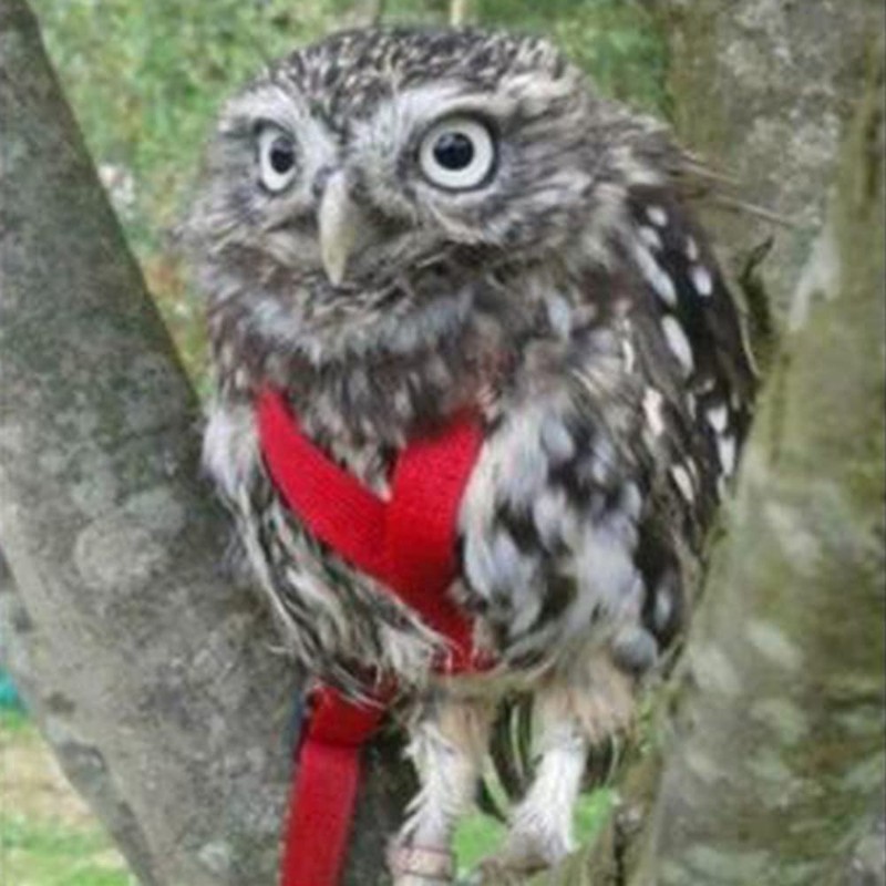 Anelekor Adjustable Birds Harness and Leash Parrot Harness Leash Training