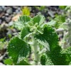 250 White Horehound Herb Seeds Marrubium vulgare