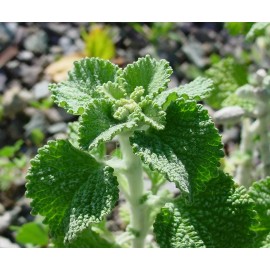 250 White Horehound Herb Seeds Marrubium vulgare