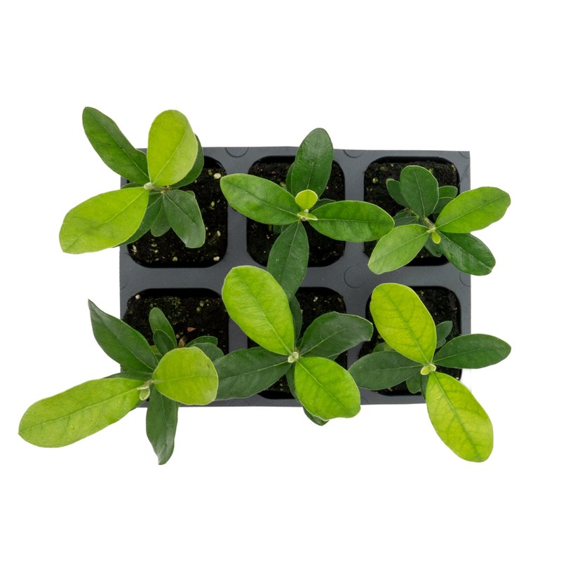 6 Pineapple Guava (Feijoa) Trees | 6 Saplings in 2.5-inch