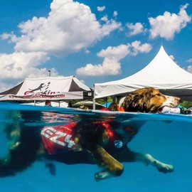 EZYDOG Rashie Dog Weather Vest | Cooling Vest, 50+ UV Protection, Lightweight, Spring, Summer, Fast Drying, Stretch-to-Fit, Odour Resistant, High Visibility, Dog Vest (Blue, XL)