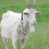 La La Pet 2Pcs Goat Collars Adjust from 18 to