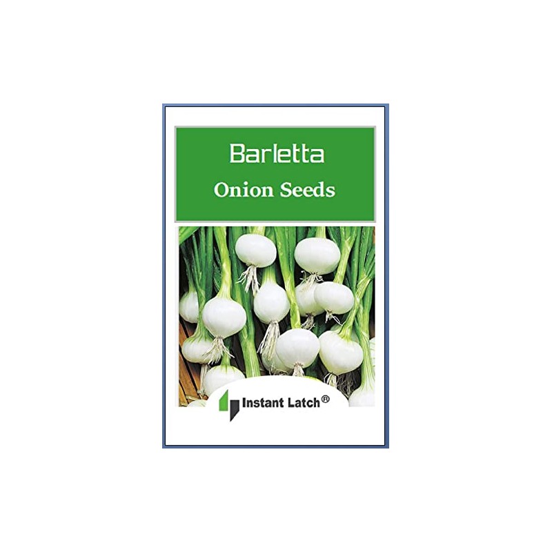 Instant Latch 250 Barletta Onion Seeds | Non-GMO | Heirloom