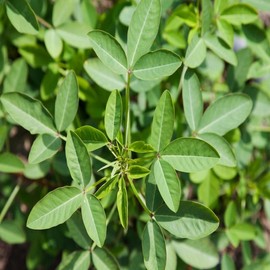 50 Seeds Fresh Chipilin Seeds Chipilin Guatemalan Seeds