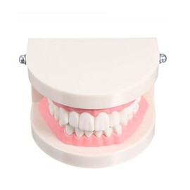 PVC Dental Care Model Dentist Adult Child Teeth Standard Teaching Model