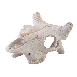 Exo Terra Buffalo Skull, Small