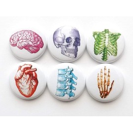 Colorful Anatomy 6 Magnets Skull Brain Anatomical Heart Party Favors Med Student Graduation Gift