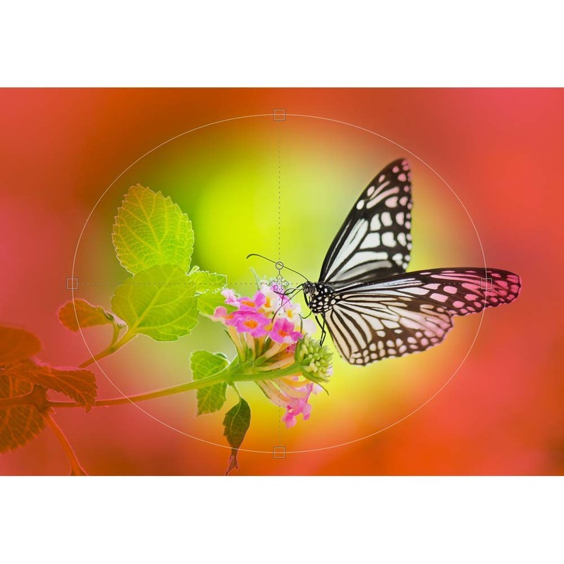 ジャングル ACDSee Photo Studio Professional 2020