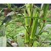 10 Seeds Okra (Abelmoschus esculentus)