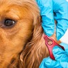 AIMALL Tick Removal Tool for Pets, High Strength Aluminium Lice