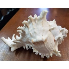 Large Natural Conch Seashell Murex Ramosus 7"- 8" Rare Real Aquarium Home Decor